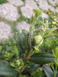 Traitement naturel du cancer du foie. Buis Pyrale Jardiner Autrement