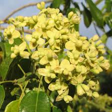 Image result for Hernandiaceae