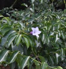 Image result for Apocynaceae subfamily Periplocoideae