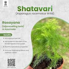 Image result for Asparagus racemosus