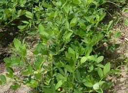 Image result for Arachis