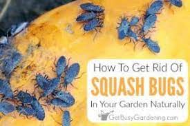 I allow this activity to proceed on the trap plants, and meanwhile do my best to hand pick the few squash bugs that appear in my cultivated squash, located many rows away. How To Get Rid Of Squash Bugs Naturally Using Organic Control Methods