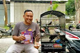 Ciri ciri burung murai batu nias. Am Bc Mojosari Mojokerto Cobra Kuasai Podium Murai Batu Ki Last 3 Nyaris Hatrik Burungnews