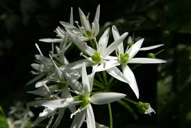 Image result for Allium ursinum