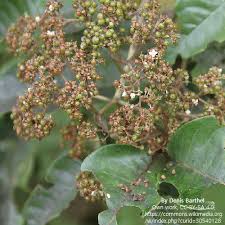 Image result for Harungana montana