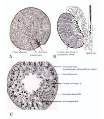 On this page, you will find two images i created that illustrate the parts of a long bone and long bone structure. A Cross Section Of The Human Testis Drawing Of A Paraffin Section Download Scientific Diagram