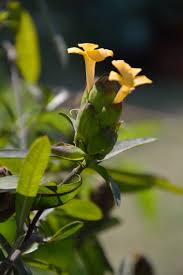 Image result for Barleria lancifolia