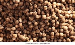 Image result for Vigna subterranea