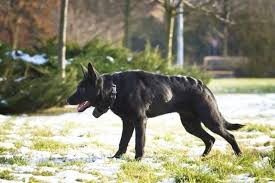 In a mixed breed, you can get any mix of characteristics in the parent breeds. Is The German Shepherd Doberman Mix The Dog For You K9 Web