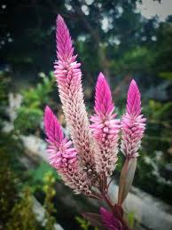 Image result for Celosia trigyna