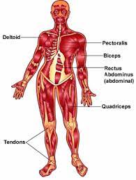 The muscular system is composed of specialized cells called muscle fibers. Pinterest