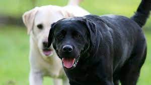 Availability, color, age, country of origin. Labrador Retriever Price Temperament Life Span