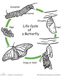 The Life Cycle Of A Butterfly Lesson Plan Education Com