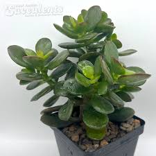 Image result for Crassula lanceolata