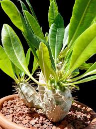 Image result for Pachypodium