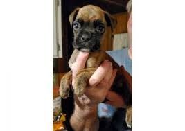 We did not find results for: Boxer Puppy For Sale By Ownertennessee Puppies For Sale Near Me