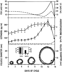 follicle growth and development glowm