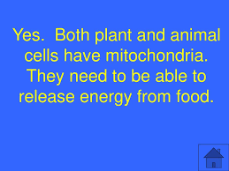 Plant cells don't have centrioles like animal cells do. Animal Cells Plant Cells Cells In General Moving In And Out Mixed Bag Ppt Download