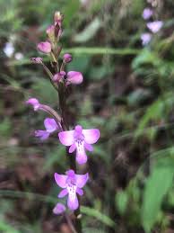 Image result for Cynorkis debilis