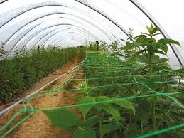 Green Plastic Netting For Plant Support In Greenhouse Plants Plant Supports Planting Flowers