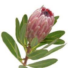 Pink Ice Protea Flower 40 Stems Bulk Flowers J R Roses Wholesale Protea Flower Ranunculus Flowers Wholesale Flowers