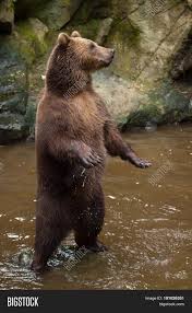 I'd like to get to a place where there's no racism on social media or in the stands. Kamchatka Brown Bear Image Photo Free Trial Bigstock