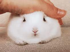 夏天兔子鼻子湿湿的 一直在抖动 出什么问题了 rabbit rabbit pictures house rabbit