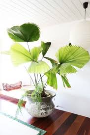 beware of the fiddle leaf fig vavaroom plant decor indoor plant decor indoor plants