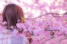 「桜フリー画像」の画像検索結果