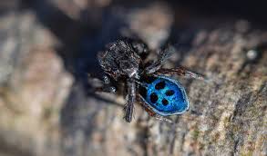Just a quarter inch long (five millimeters), male peacock spiders. Introducing Sparklemuffin And Skeletorus New Peacock Spiders