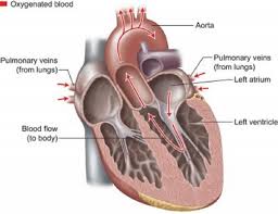If a blood vessel breaks, tears, or is cut, blood leaks out, causing bleeding. How The Heart Blood Vessels Work Heart Vascular Institute Temple Health