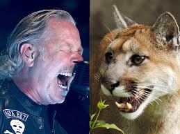 Native to the americas, its range spans from the canadian yukon to the southern andes in south america and is the most widespread. Metallica Responds To B C Woman Who Fended Off Wild Cougar With The Band S Music Globalnews Ca