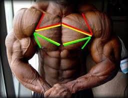 The chest is part of a larger group of pushing muscles found in the upper body. Upper Middle And Lower Portions Of The Chest Bodybuilding Wizard