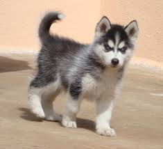 Husky puppies are loyal dogs who love their families. Siberian Husky Dog Price