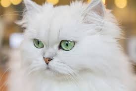 En Sevimli Kedi Turleri Ve Kedi Cinsleri En Tatli Kedi Turleri Ve Ozellikleri