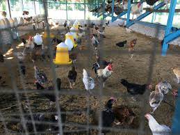 Find your poultry farming online course on udemy. Organic Poultry Makes Its Case The Star