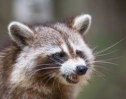 This is probably the most common thing that we deal with. Raccoon Removal Archives Precise Termite Pest Control