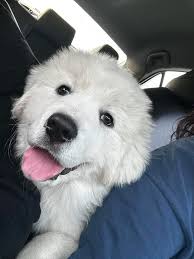 Found Dog in Beaumont