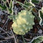 Image result for Cucumis aculeatus