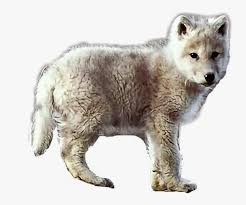 Choose from 1200+ wolf graphic resources and download in the form of png, eps, ai or psd. Baby Wolves Png Free Baby Wolves Png Transparent Images 141348 Pngio