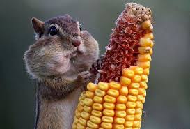 These Photos Of Animals Eating Food Will Brighten Your Day Comedy Wildlife Photography Funny Animal Photos Animal Photo