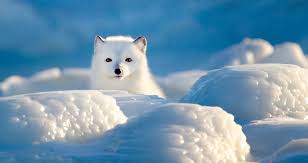 Kristen leanne | arctic fox. Arctic Fox Fun Facts Churchill Wild Polar Bear Tours
