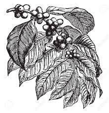 I love your dark shades and soul! A Picture Showing A Coffee Plant This Is From Rubiaceae Family Royalty Free Cliparts Vectors And Stock Illustration Image 132881379
