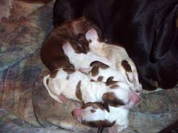 The best way to inquire about a dachshund is to complete an adoption application. Dachshund Pets And Animals For Sale Chattanooga Tn