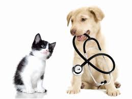 By ez vet pet health care center. Veterinary Vet All Care Vet Centre Dublin County Dublin