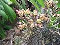 Image result for Secamone delagoensis