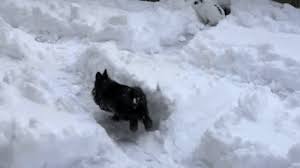 #rover #roverdotcom #black lab #snow dog. Let These 9 Snow Bunnies Explain Why Snow Days Are The Best Days Snow Bunnies Animal Gifs Funny Animal Videos
