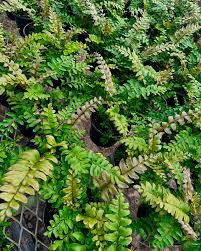 Image result for Didymochlaena