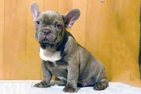 Isabella color in french bulldogs come from dilution of the recessive gene. Isabella Color Frenchies Tomkings Kennel