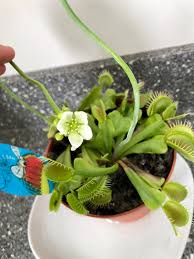 You can employ high output fluorescent lights or led lights. My First Attempt At Caring For A Venus Fly Trap Any Tips On How To Continue Care After Flowering As I Have Read That It Can Lose Energy Savagegarden